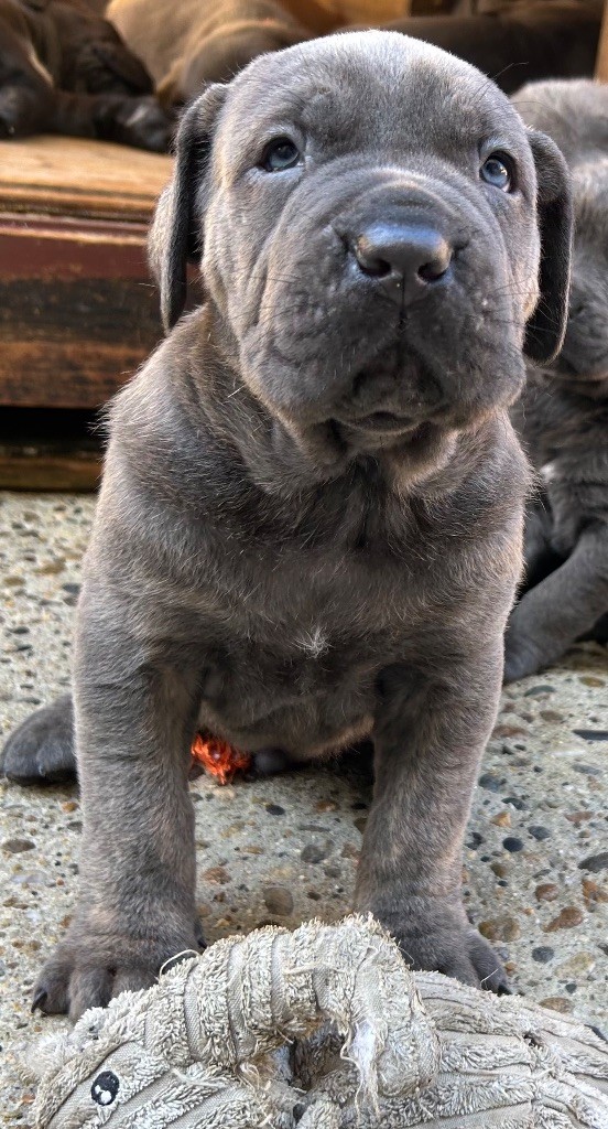 Des Sentinelles De Reveden - Chiots disponibles - Cane Corso