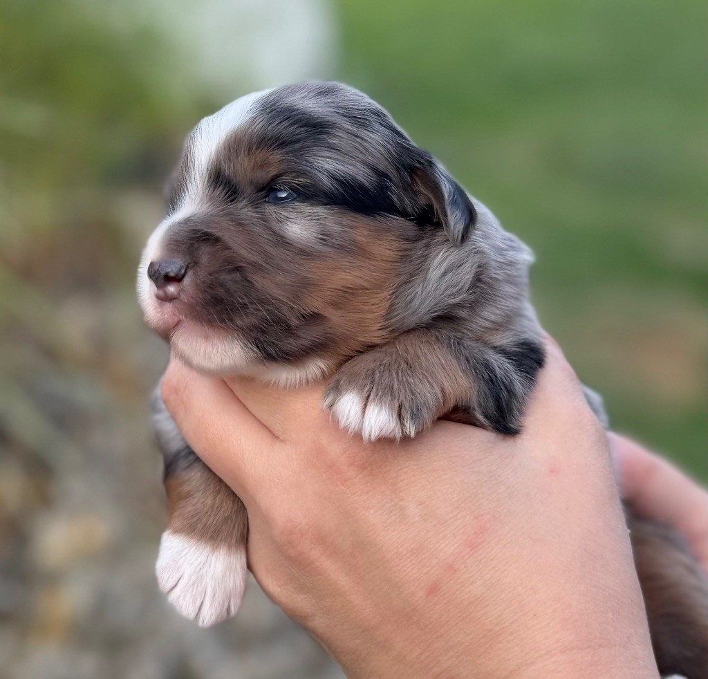 Des Sentinelles De Reveden - Chiots disponibles - Berger Américain Miniature 