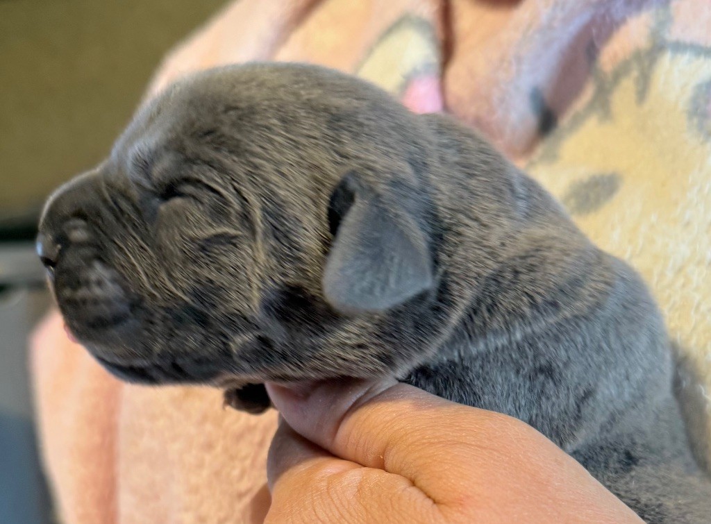 Des Sentinelles De Reveden - Chiots disponibles - Cane Corso