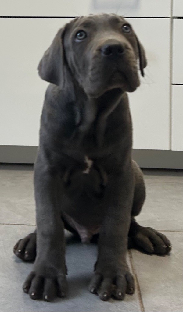 Des Sentinelles De Reveden - Chiots disponibles - Cane Corso