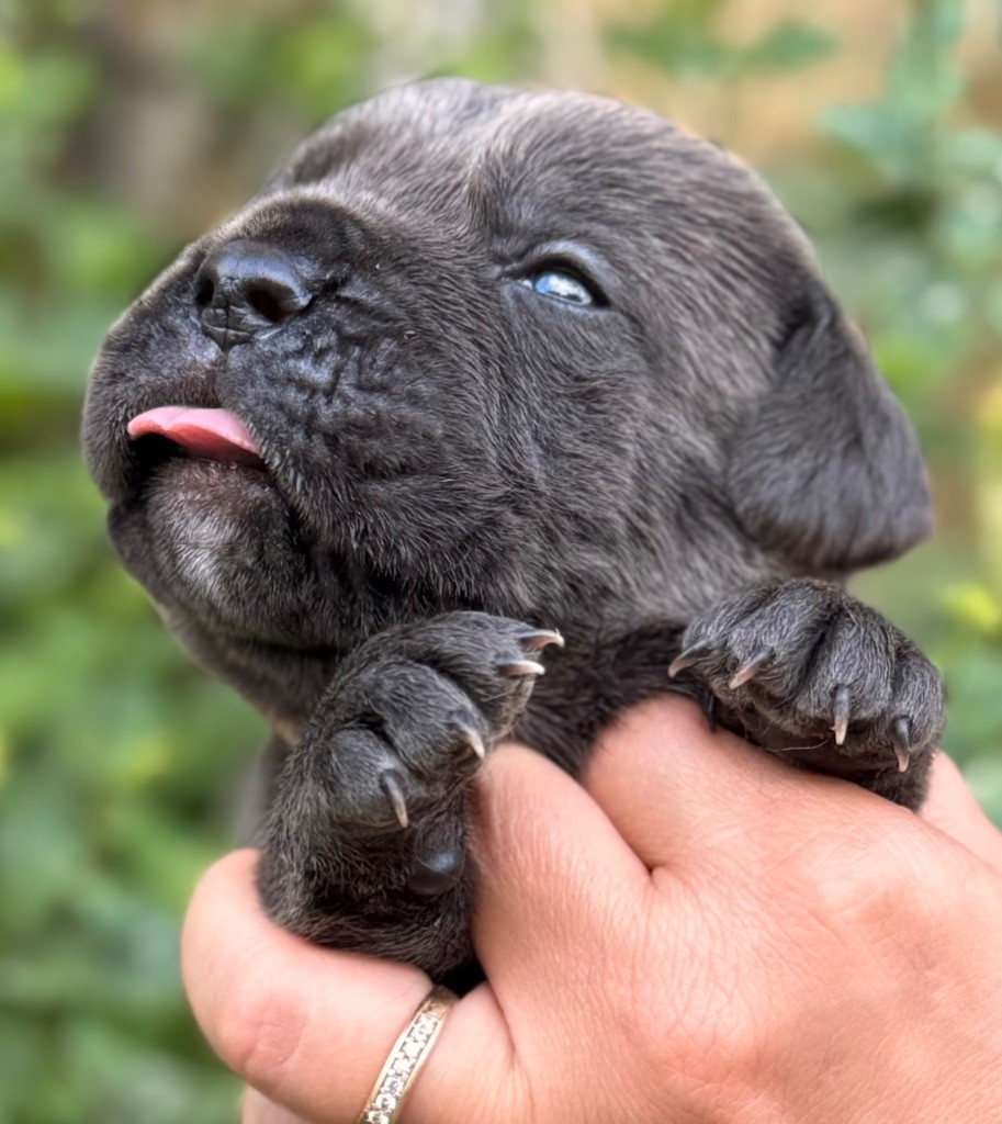 Des Sentinelles De Reveden - Chiots disponibles - Cane Corso