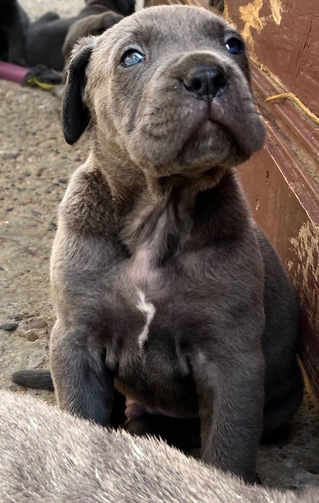 Des Sentinelles De Reveden - Chiots disponibles - Cane Corso