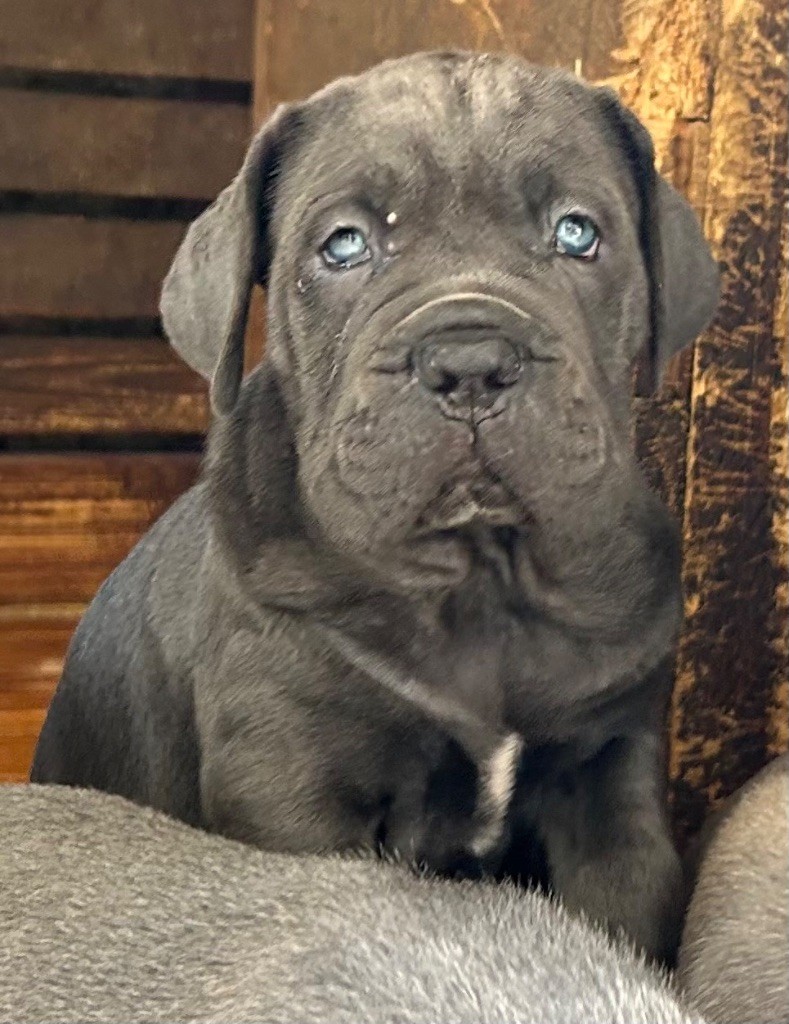 Des Sentinelles De Reveden - Chiots disponibles - Cane Corso