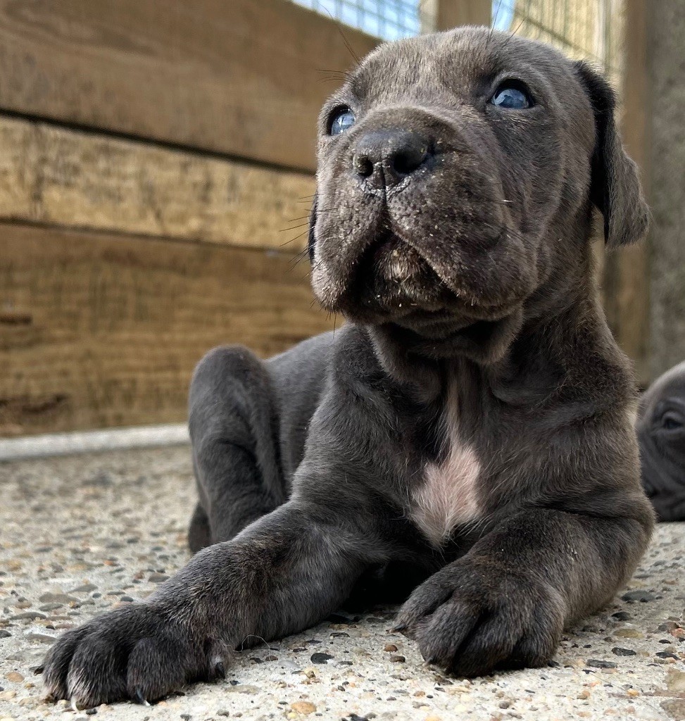 Des Sentinelles De Reveden - Chiots disponibles - Cane Corso