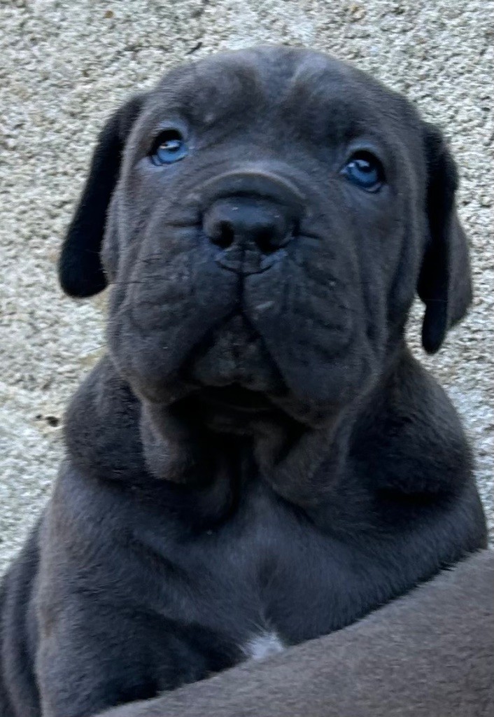 Des Sentinelles De Reveden - Chiots disponibles - Cane Corso