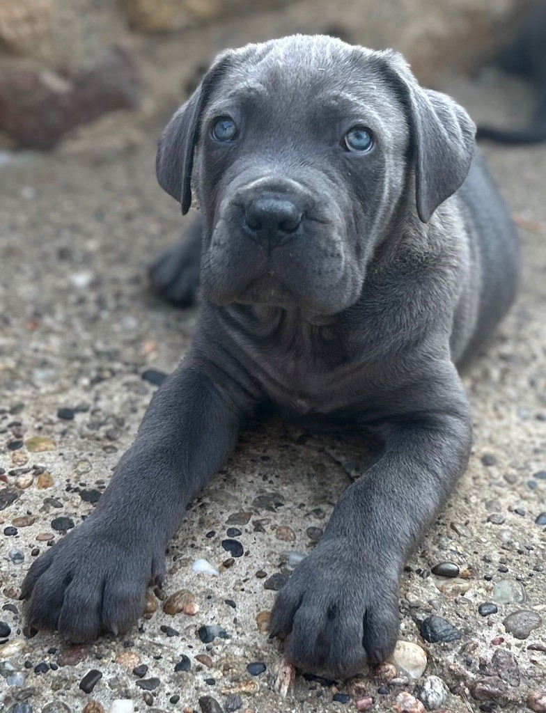 CHIOT