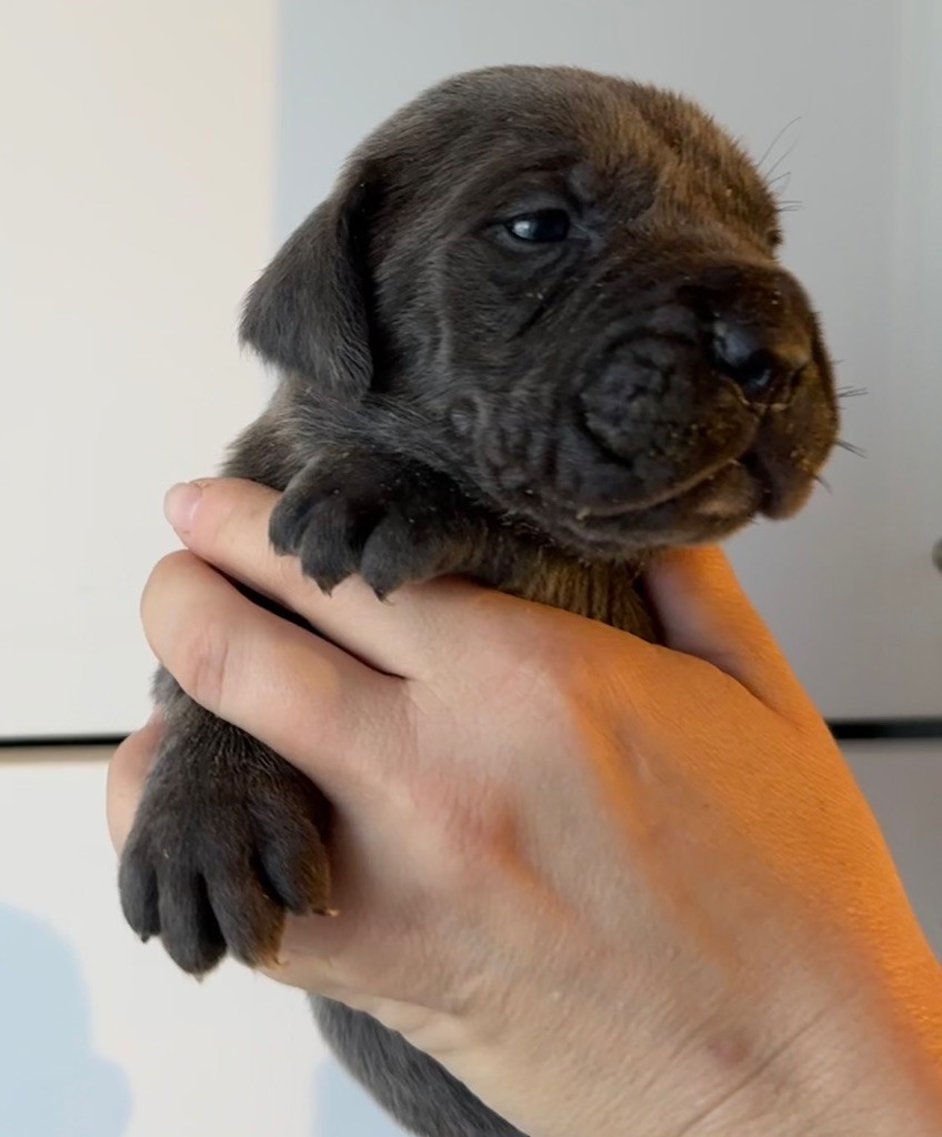 Des Sentinelles De Reveden - Chiots disponibles - Cane Corso
