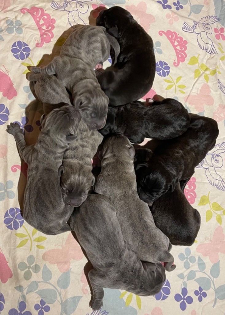 Des Sentinelles De Reveden - Cane Corso - Portée née le 14/08/2022