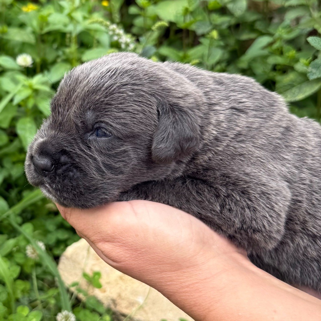 Des Sentinelles De Reveden - Chiots disponibles - Cane Corso