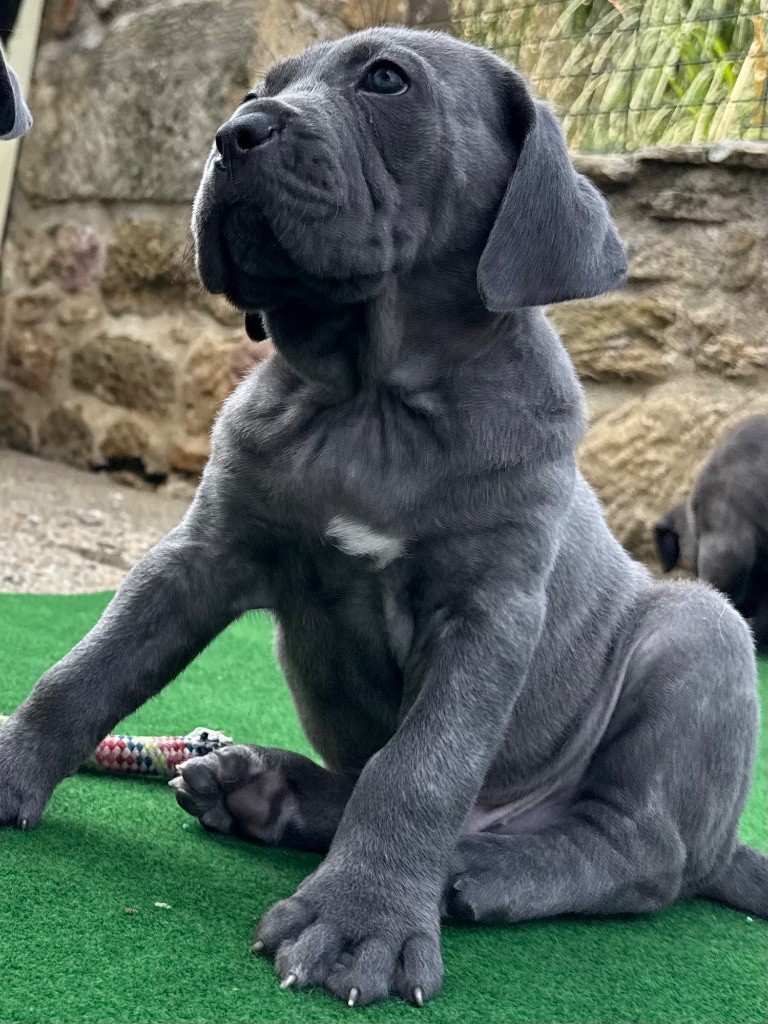 Des Sentinelles De Reveden - Chiots disponibles - Cane Corso