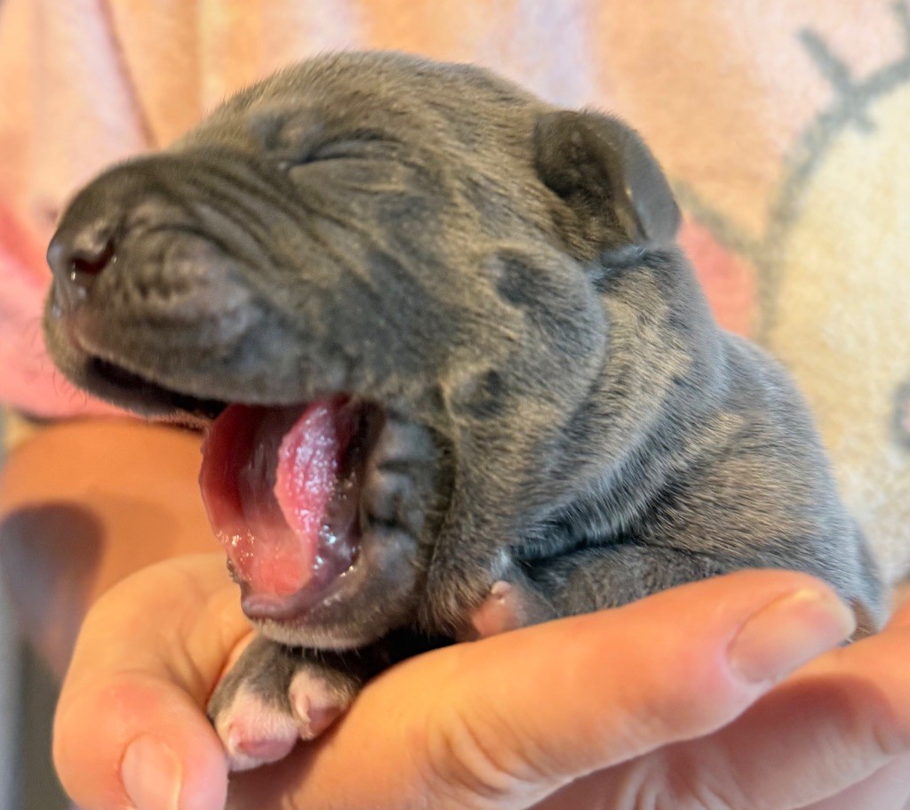 Des Sentinelles De Reveden - Chiots disponibles - Cane Corso