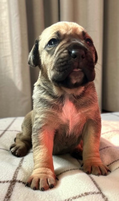 Chiot N°5