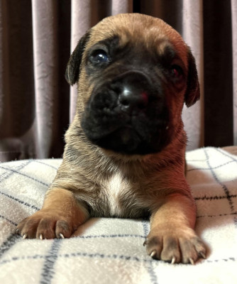 Chiot N°3