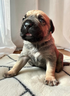 Chiot N°4