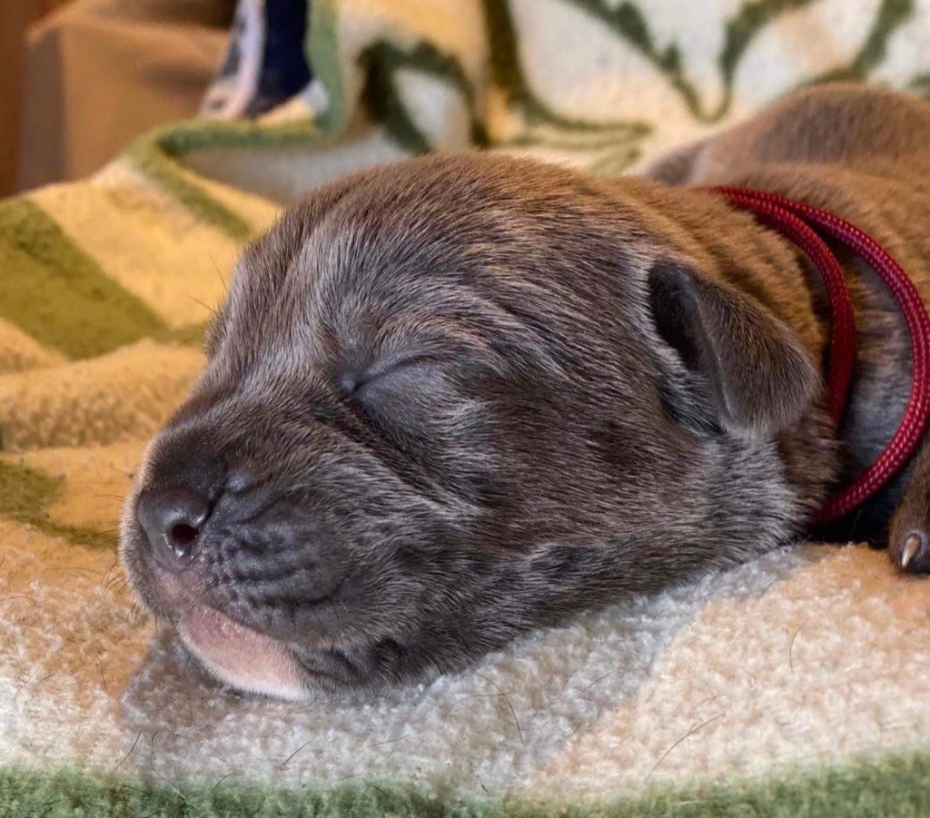 CHIOT