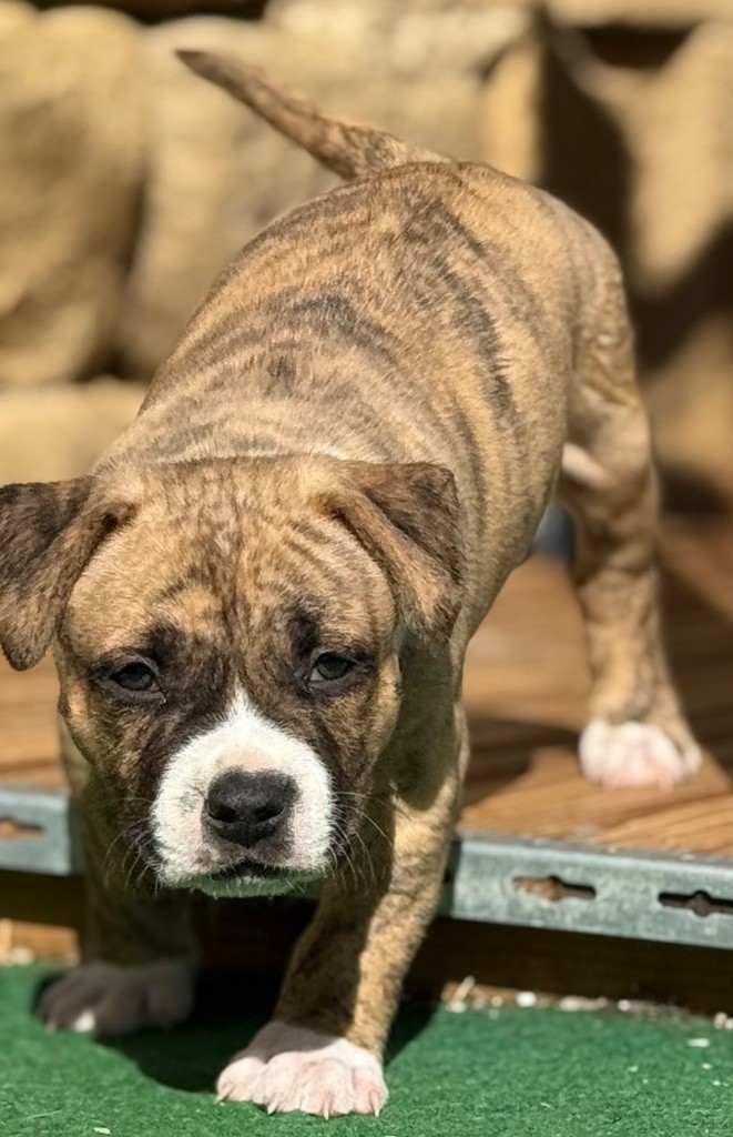 Des Sentinelles De Reveden - American Staffordshire Terrier - Portée née le 10/09/2025