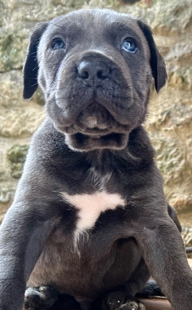 Des Sentinelles De Reveden - Chiots disponibles - Cane Corso