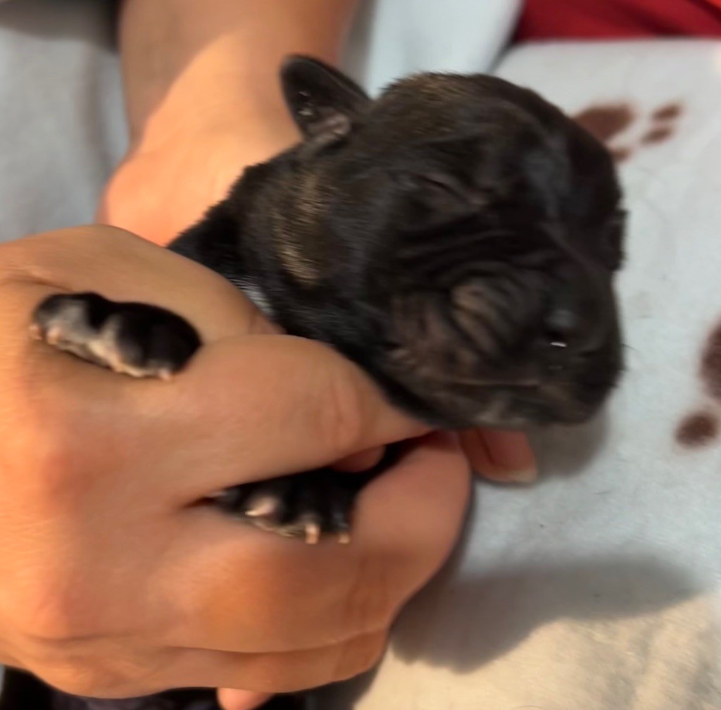 Des Sentinelles De Reveden - Cane Corso - Portée née le 12/08/2023