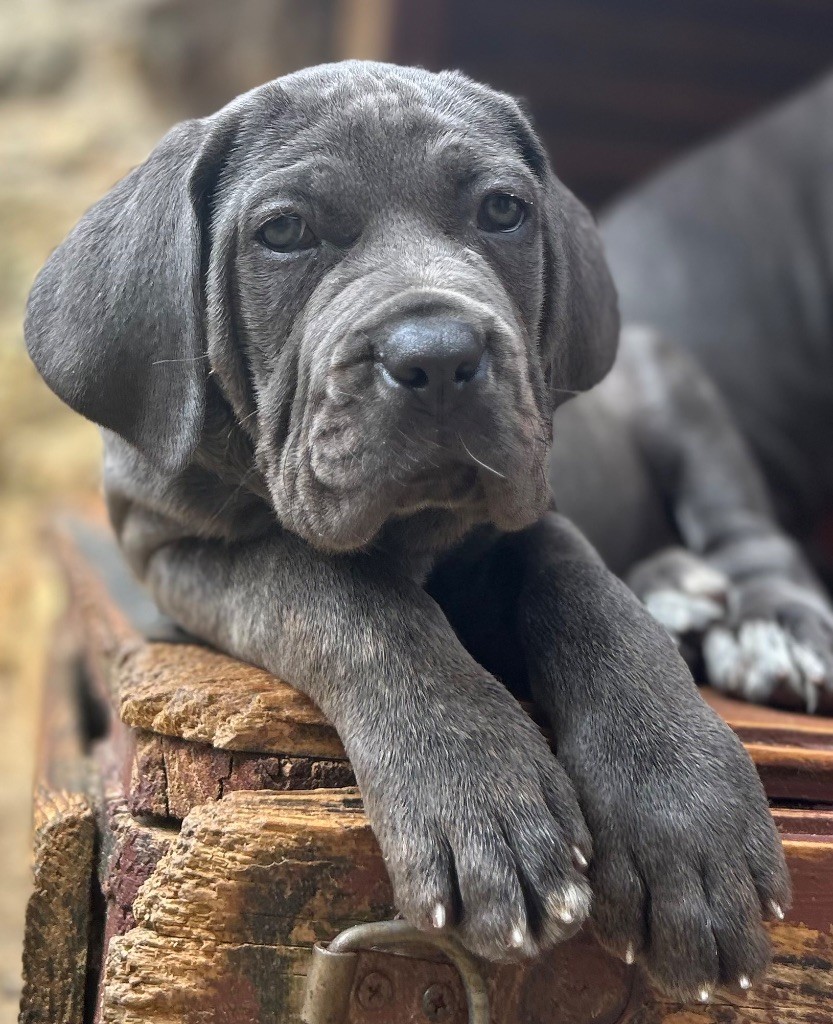 Des Sentinelles De Reveden - Chiots disponibles - Cane Corso