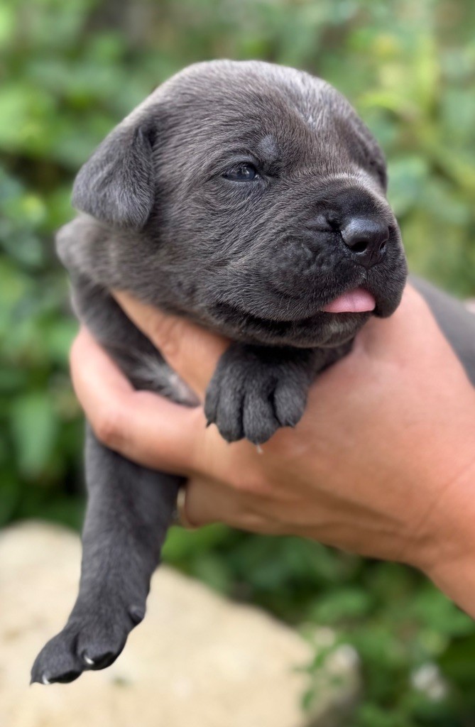 Des Sentinelles De Reveden - Chiots disponibles - Cane Corso