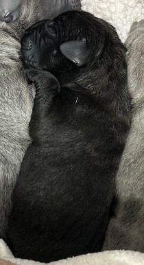 Des Sentinelles De Reveden - Chiots disponibles - Cane Corso