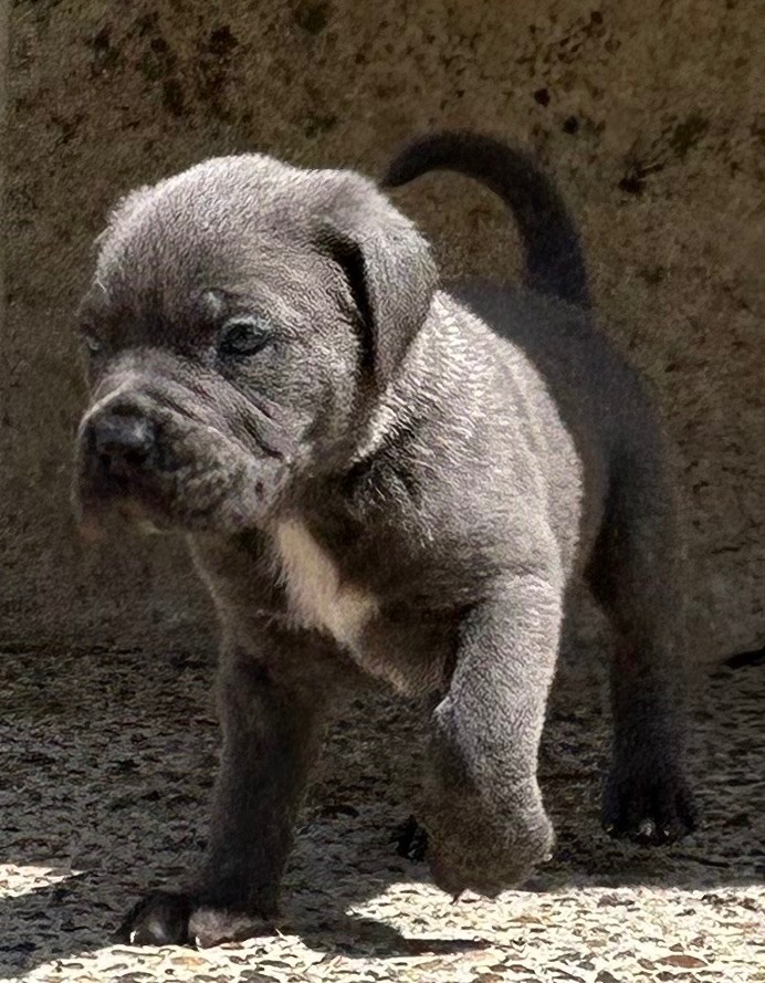 Des Sentinelles De Reveden - Chiots disponibles - Cane Corso