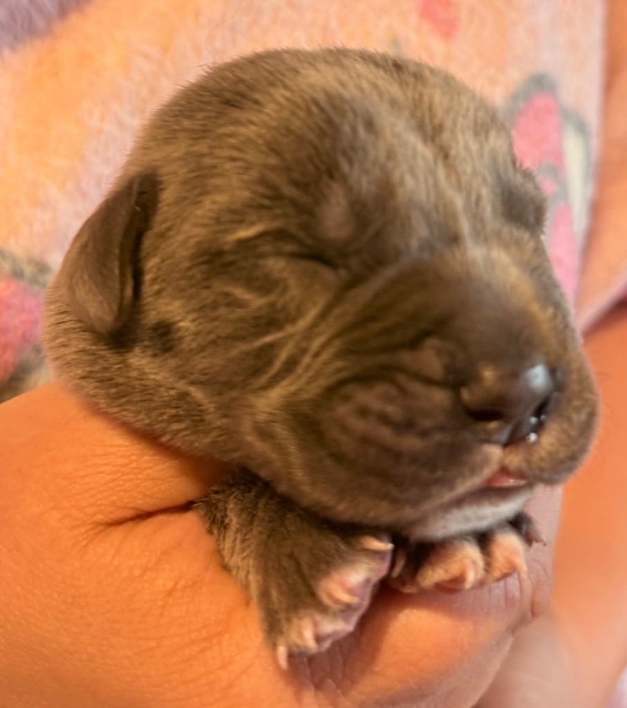 Des Sentinelles De Reveden - Chiots disponibles - Cane Corso