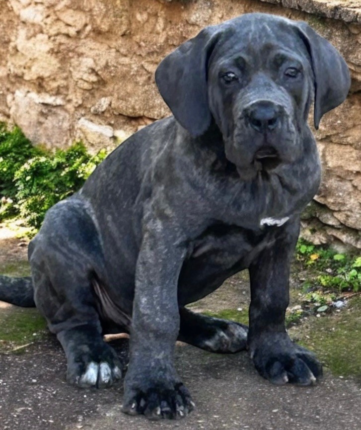 Des Sentinelles De Reveden - Chiots disponibles - Cane Corso