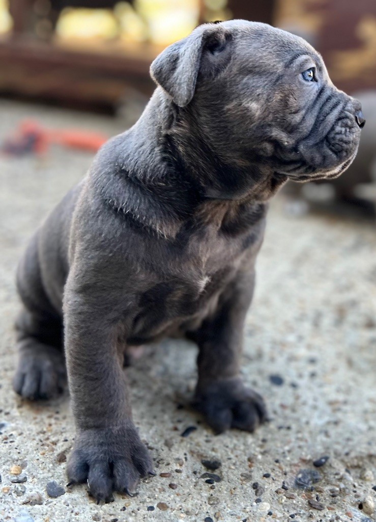Des Sentinelles De Reveden - Chiots disponibles - Cane Corso