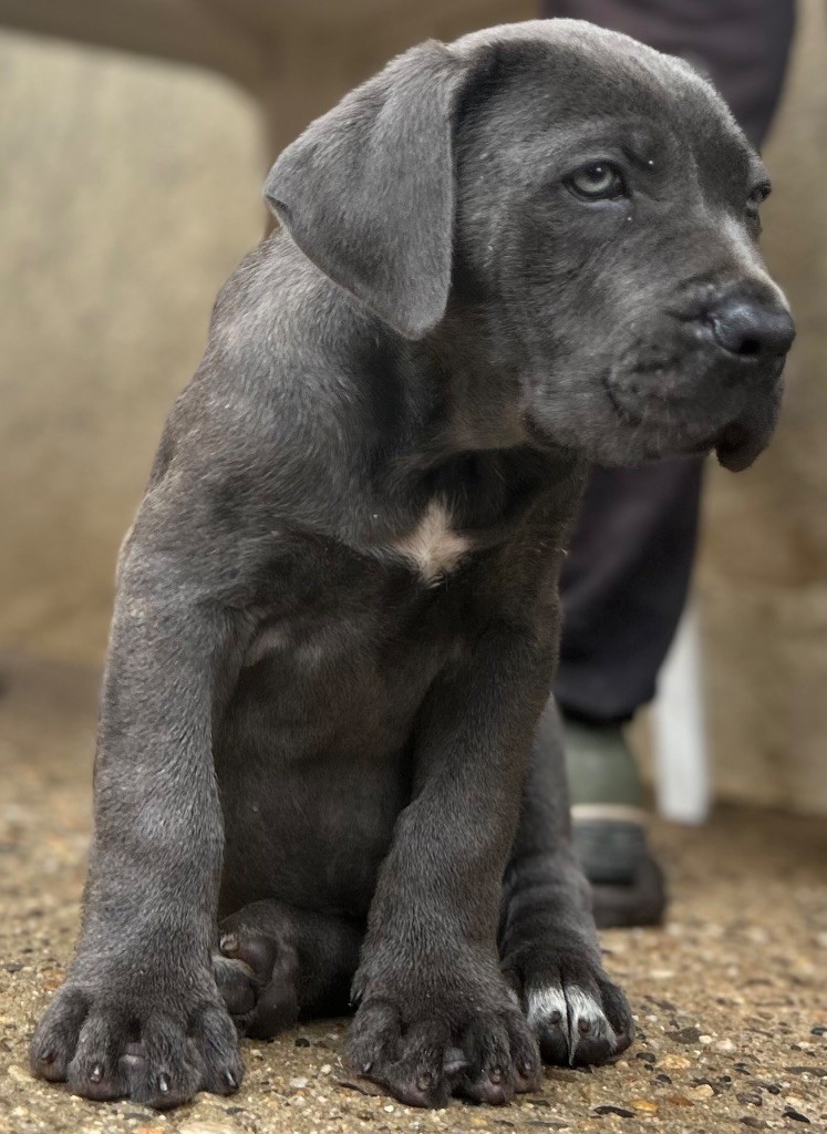 Des Sentinelles De Reveden - Chiots disponibles - Cane Corso