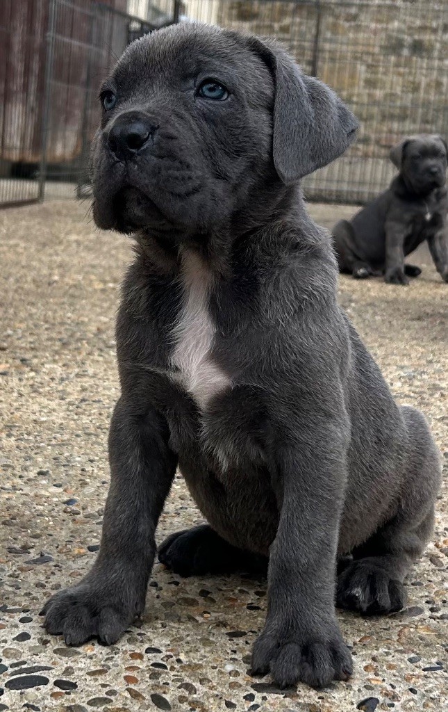CHIOT