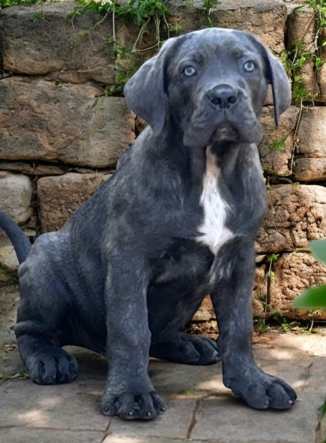 Des Sentinelles De Reveden - Chiots disponibles - Cane Corso