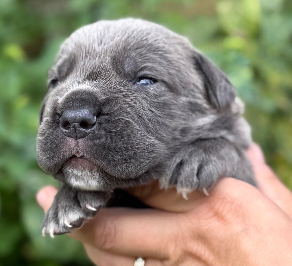 Des Sentinelles De Reveden - Chiots disponibles - Cane Corso