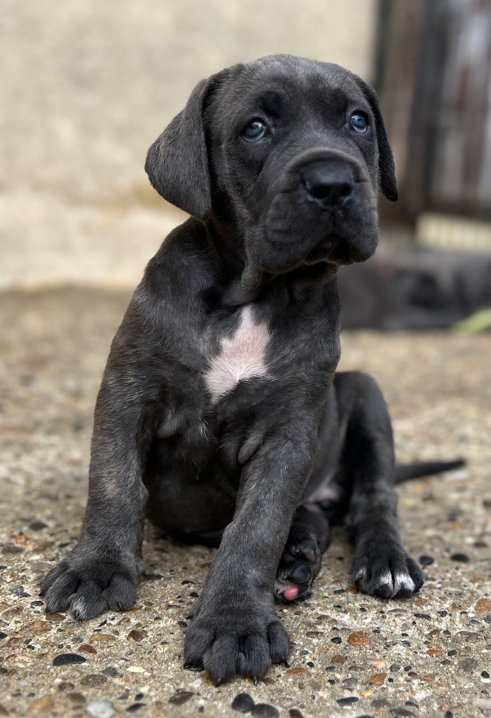 CHIOT
