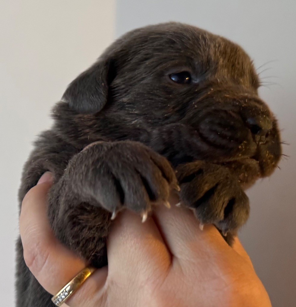 Des Sentinelles De Reveden - Chiots disponibles - Cane Corso